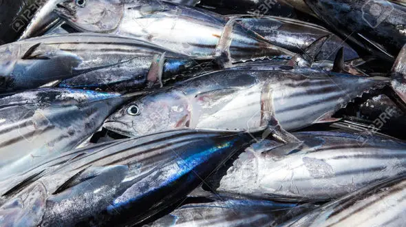 قیمت ماهی و میگو یکشنبه 2 آذر ماه 99 + جدول