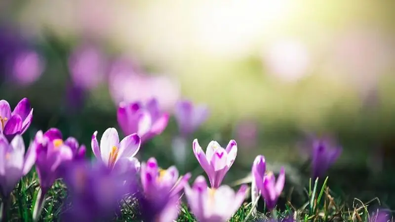 مناظر شگفت‌انگیز فصل بهار
