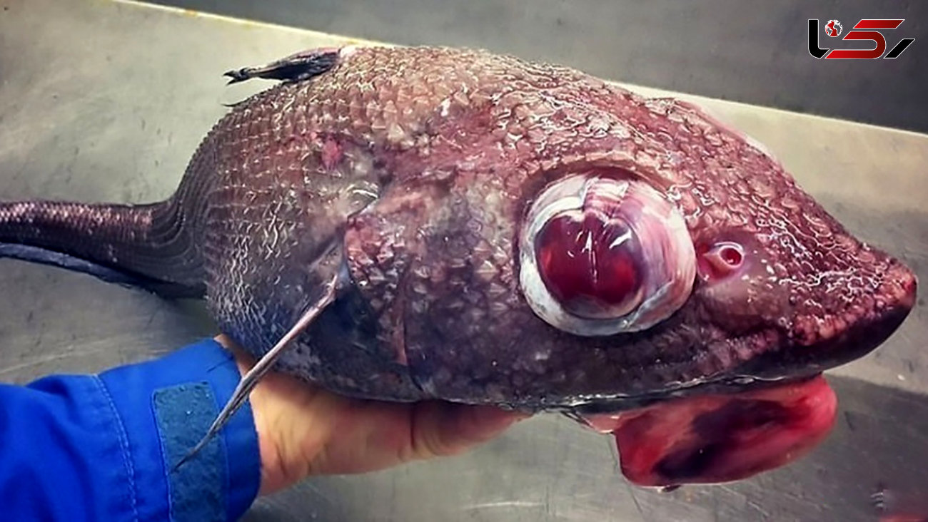 عکس های زشت ترین ماهی های جهان را ببینید 