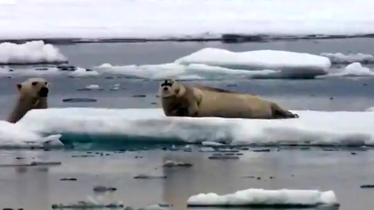 فیلم شکار فوک دریایی توسط خرس قطبی