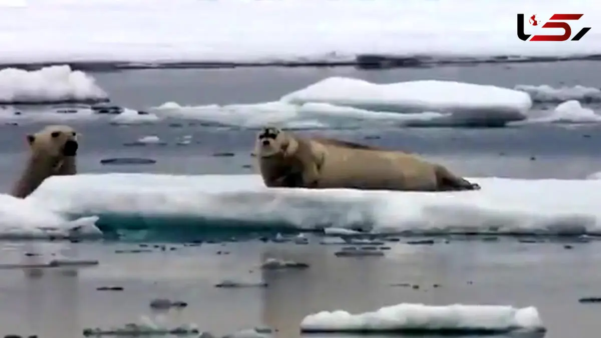 فیلم شکار فوک دریایی توسط خرس قطبی