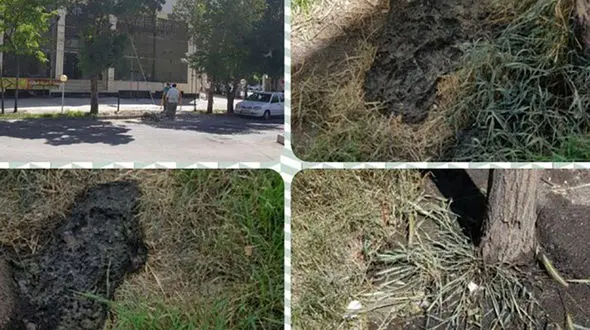 ماجرای اسید ریزی پای درختان بلوار ابن سینا+ عکس
