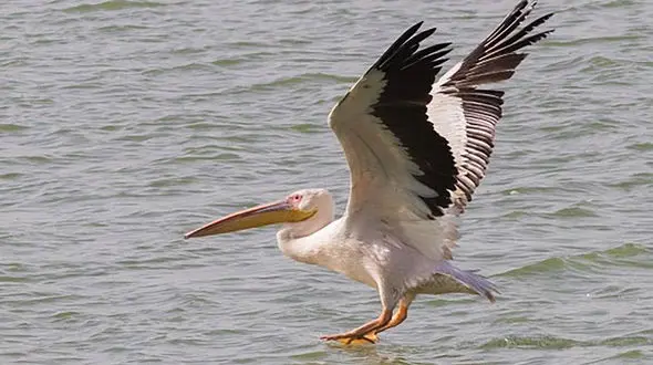 یک پلیکان سفید به علت ضعیف شدن در مرز ایران و افغانستان به زمین افتاد