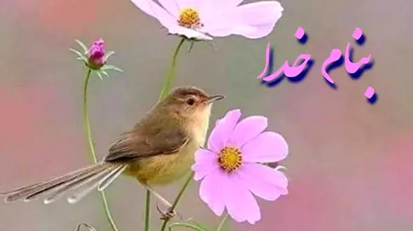 فال روزانه شخصی / 20 خرداد ماه + فیلم