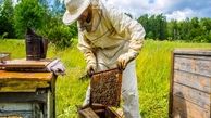 تولید بیش از ۹۰۰ تن عسل در زنبورستان‌های استان قزوین