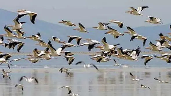 مرد جویباری بال قو و فلامینگو قاچاق می کرد