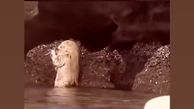 فیلم باورنکردنی از آدم کوتولوهای پشمالو در ایران ! / در غارهای آبی پنهانند !