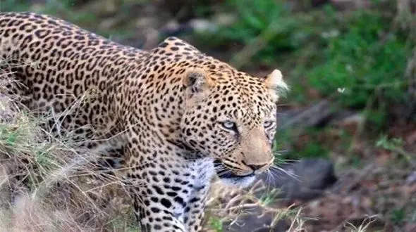 جولان وحشتناک پلنگ در قزوین