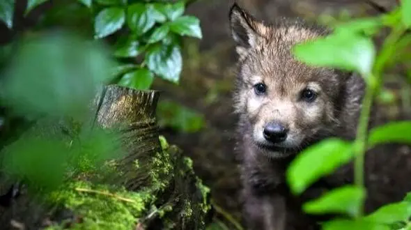 از توله‌ گرگ‌ها فاصله بگیرید