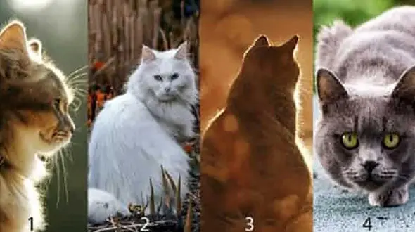 تست : یک گربه انتخاب کنید