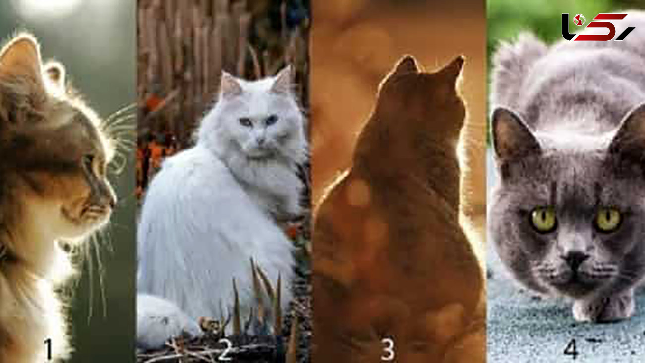 تست : یک گربه انتخاب کنید