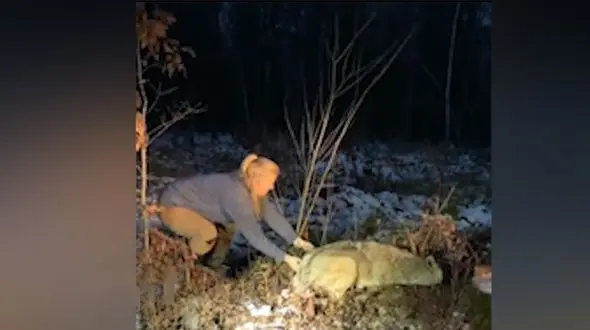 این زن شجاع گرگ را نجات داد + فیلم باورنکردنی