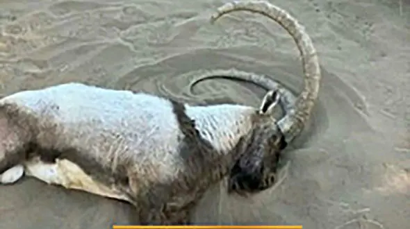 آزار حیوانات گرانتر تمام میشود + قانون با نرخ جدید برای آزارگران حیوانات در ایران