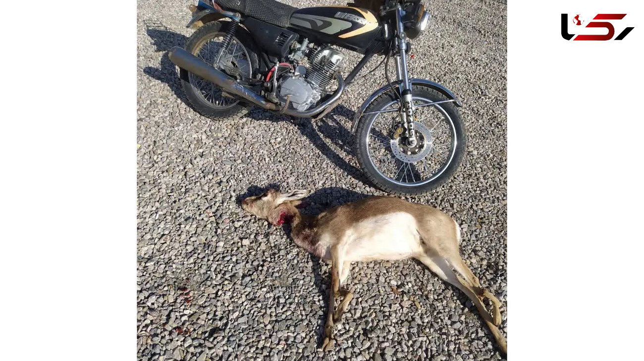 2 شکارچی غیر قانونی آهو با موتور سیکلت بازداشت شدند