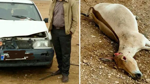 پراید قاتل یکی از آخرین  گورخرهای ایران شد + عکس 