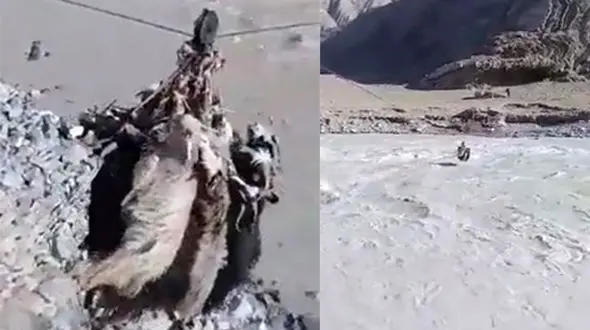 بز و گوسفندهایی که با عملیات راپل از رودخانه عبور کردند! +فیلم