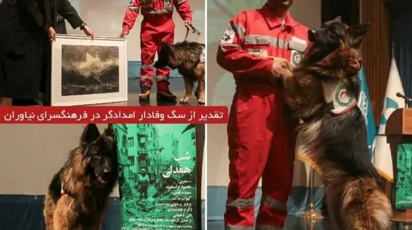 وقتی تهرانی ها برای یک سگ به احترام ایستادند/ تقدیر از" لئو " که چهار نفر را از زیر آوار نجات داد