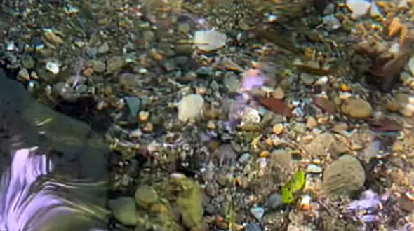 تنگه بیل اسالم گیلان مکان عالی برای آب تنی در گرمای تابستان + فیلم