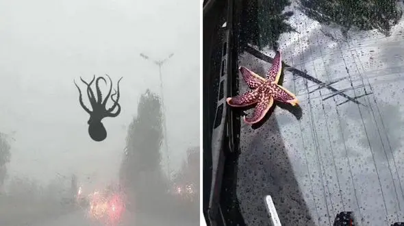 باران جانور از آسمان چین+عکس