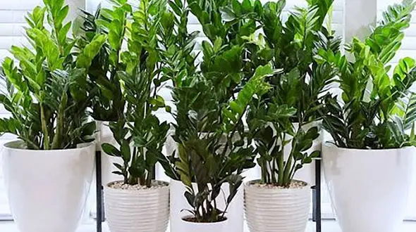 معجون برای رشد گیاهان