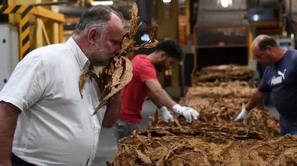 تولید سیگار در ایران در نقاط گرفتار با کمبود آب و فرسایش خاک/ هر سیگاری قاتل میلیاردها حیوان در هر سال است