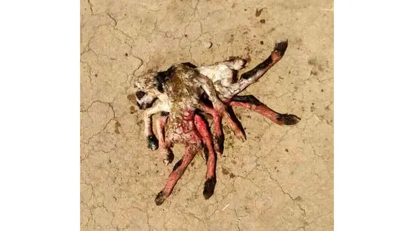 تولد موجودی عجیب با 8 دست و پا در لرستان + عکس