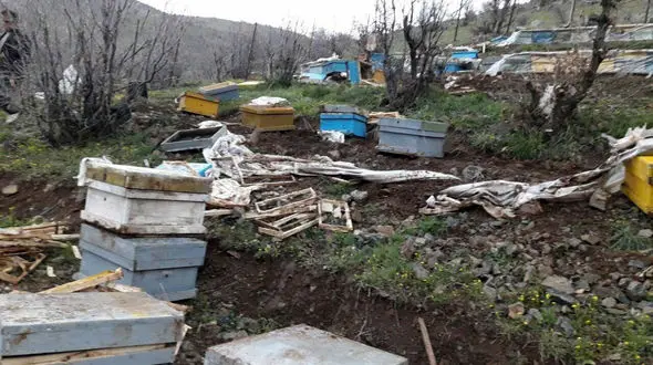 حمله خرس های شکمو به زنبورداران شاهرود + فیلم