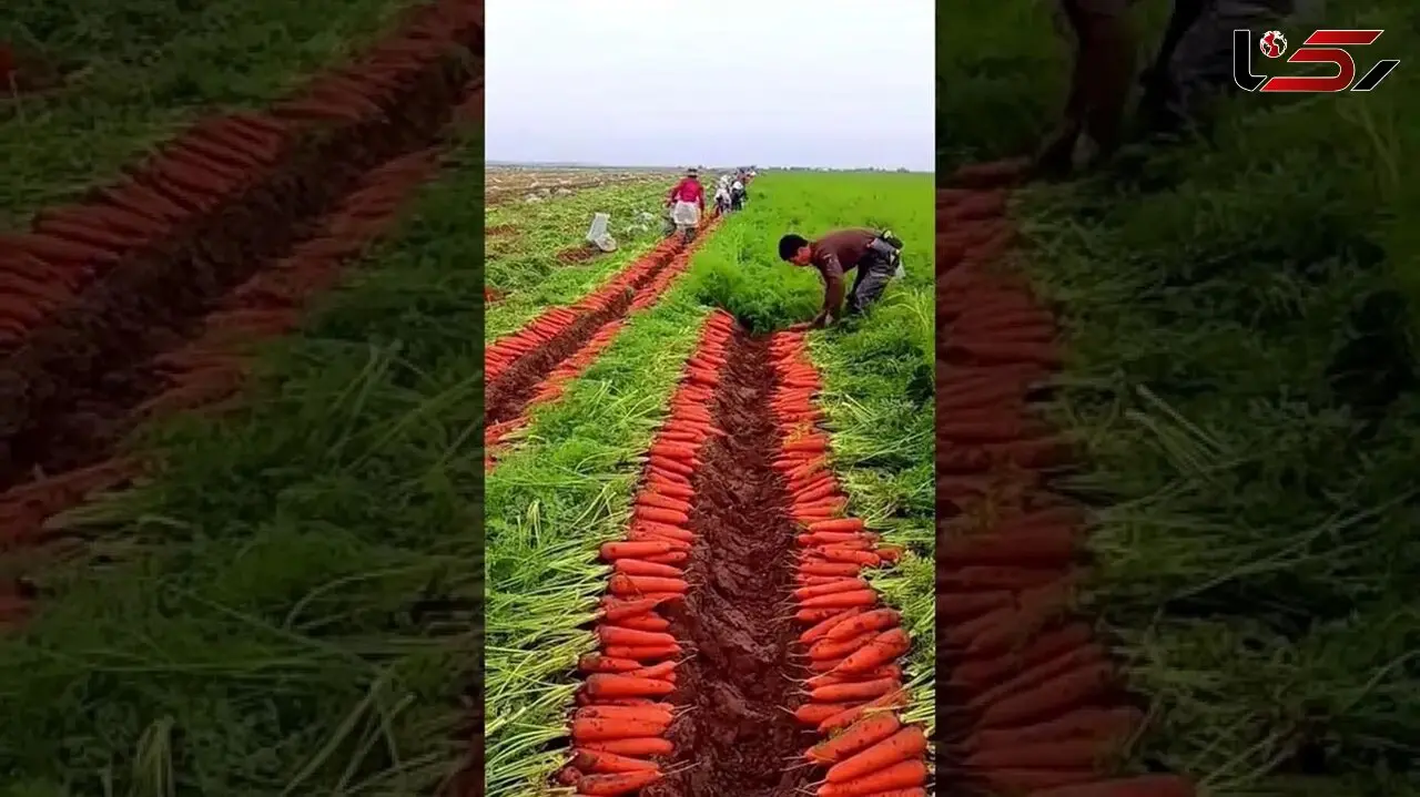 برداشت هویج به روش سنتی + فیلم