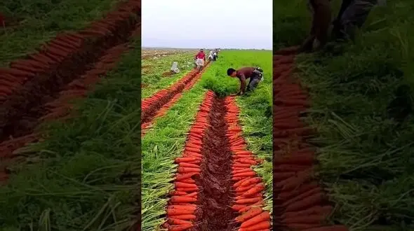 برداشت هویج به روش سنتی + فیلم