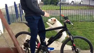 دوچرخه سواری متفاوت و خنده دار سگ خانگی +فیلم و عکس