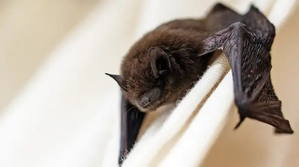 Bats Could Become a New Wild Card in the Global Spread of Bird Flu