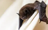Bats Could Become a New Wild Card in the Global Spread of Bird Flu