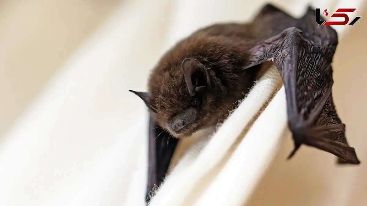 Bats Could Become a New Wild Card in the Global Spread of Bird Flu
