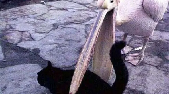 شوخی‌های عجیب و بامزه پرندگان
