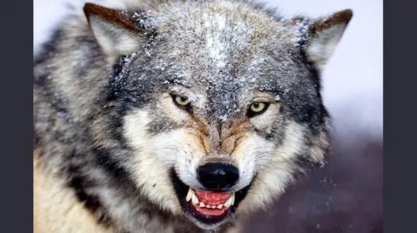 این مرد با شکار گرگ گرسنه، زن جوان را نجات داد + عکس