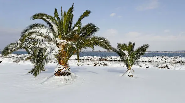 بارش برف در تروجنا عربستان سعودی + فیلم 