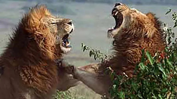 فیلم هیجان انگیز از نبرد خونین 2 شیر نر عصبانی