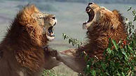 فیلم هیجان انگیز از نبرد خونین 2 شیر نر عصبانی