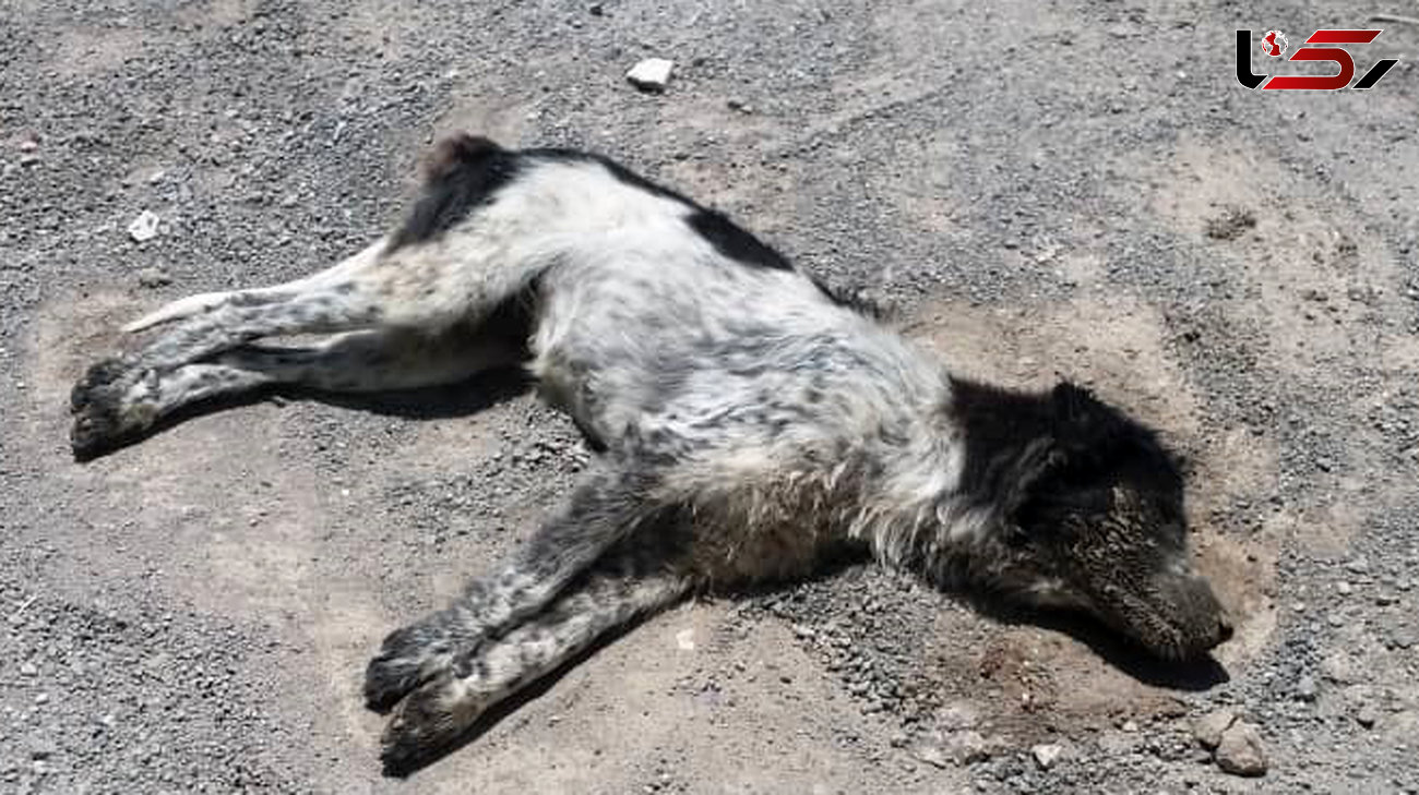 سوزاندن بدن یک سگ توسط زن حیوان آزار + عکس