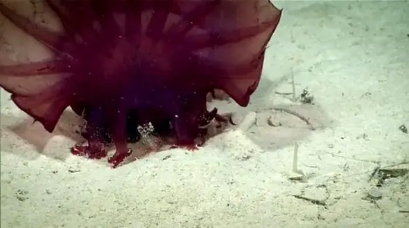 هیولای مرغ بی سر دیده شد؛ کشف مرموزترین موجود در اعماق آب‌ ها / فیلم