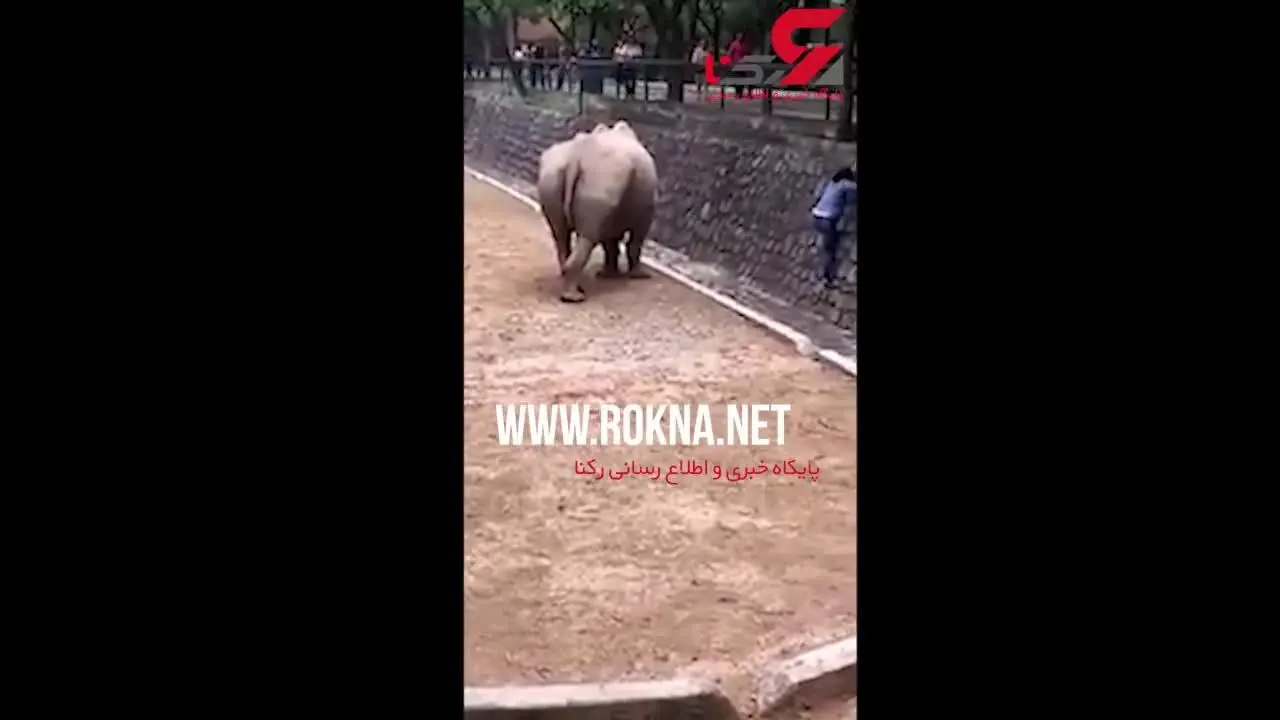 حادثه هولناک در باغ وحش / تلفن همراه زن جوان فاجعه در قفس حیوان غول پیکر رقم زد+ فیلم
