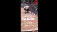 حادثه هولناک در باغ وحش / تلفن همراه زن جوان فاجعه در قفس حیوان غول پیکر رقم زد+ فیلم
