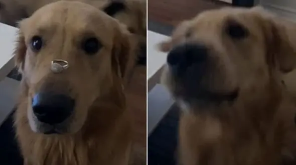 اتفاق عجیب هنگام سوپرایز همسر با حلقه ازدواج + فیلم