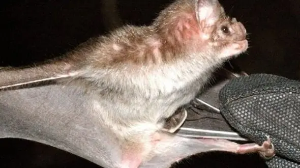 خون آشامی که بیماران مبتلا به فشار خون را درمان می کند