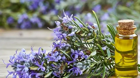 گیاه ضد آلزایمر کشف شد