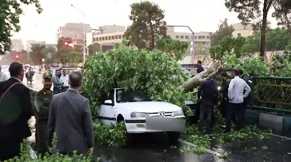 آیا امکان دریافت خسارت از شهرداری در صورت سقوط درخت وجود دارد؟