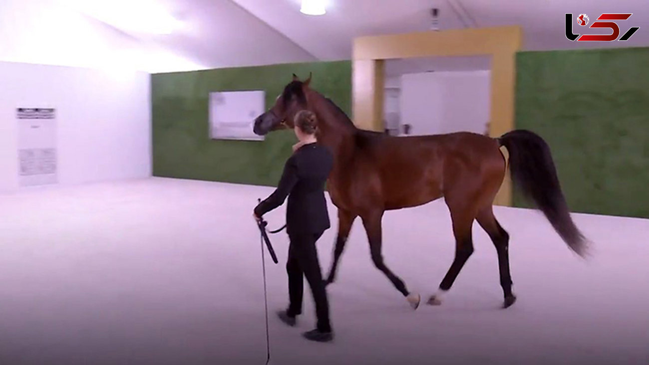 شی جین پینگ در امارات یک اسب اصیل عربی هدیه گرفت+ تصاویر 