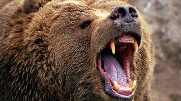 حمله خرس به یک نوجوان در ایلام! / سرنوشت این نوجوان چه شد؟