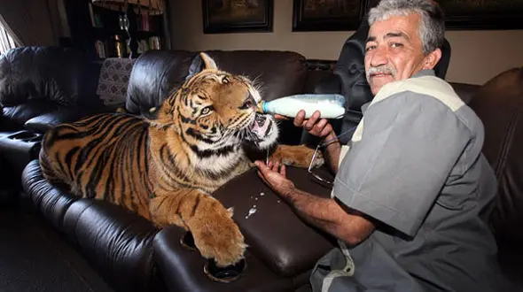 فاجعه تکاندهنده / نگهداری از ببرهای وحشی در خانه هنرمندان ایرانی! + عکس