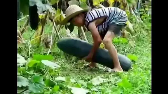  (ویدئو) لحظه برداشت بزرگترین خیار جهان به وزن 28 کیلوگرم 